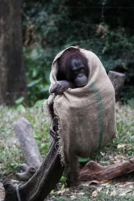 奇趣動(dòng)物園